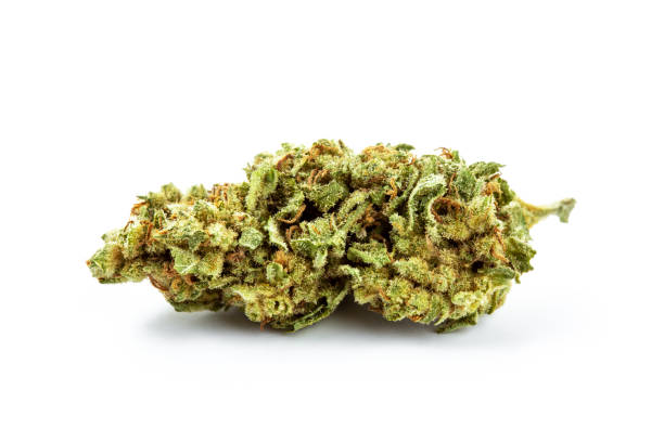 Jack Herer