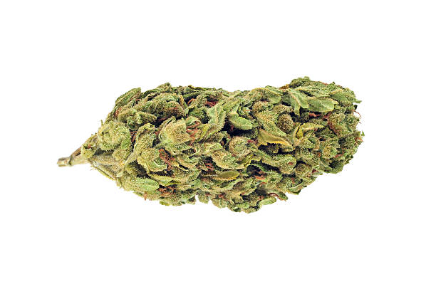 Gelato